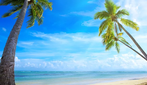 Palm trees on tropical beach. — Stock Photo, Image