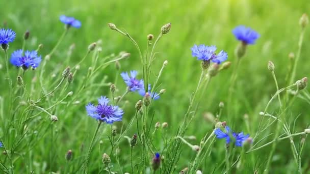 Champ d'été avec bleuets au soleil . — Video