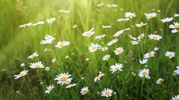 Daisy veld in het zonnige zomerdag. — Stockvideo