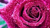 růžová růže detail.