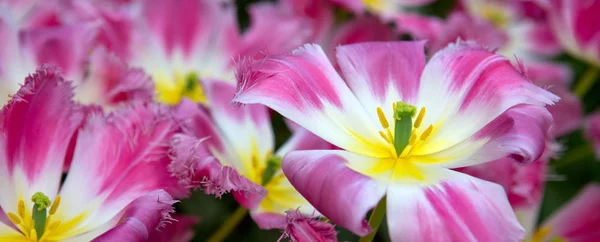 Fondo tulipanes rosados . — Foto de Stock