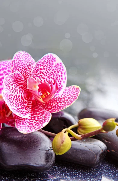 Pedras de basalto zen e orquídea rosa  . — Fotografia de Stock