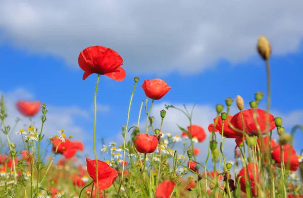 Campo de amapolas en rayos sol. — Foto de Stock