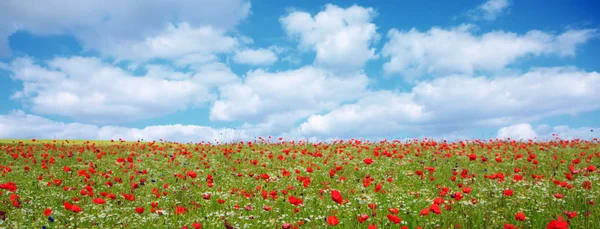 Flores silvestres de amapola sobre fondo azul del cielo . — Foto de Stock