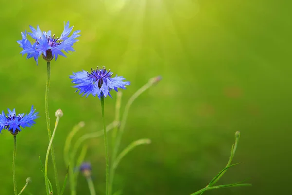 밝은 햇빛을 받는 푸른 옥수수 꽃. — 스톡 사진