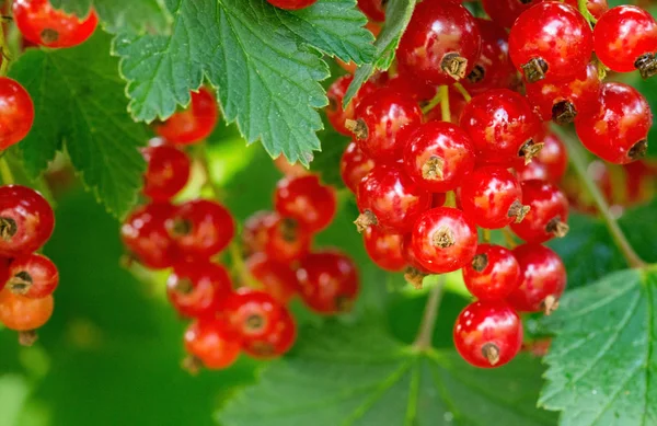 Ripe red currants in the garden. — Stock Photo, Image