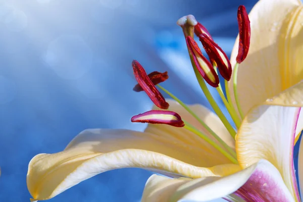 Lilly flower closeup. — Stock Photo, Image