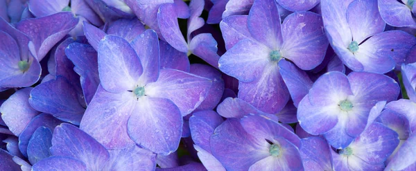 Macro image of blue Hydrangea flower. — Stock Photo, Image