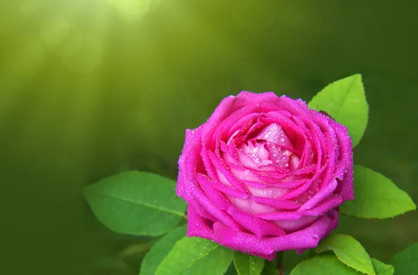 Rosa rosa isolada no fundo verde — Fotografia de Stock