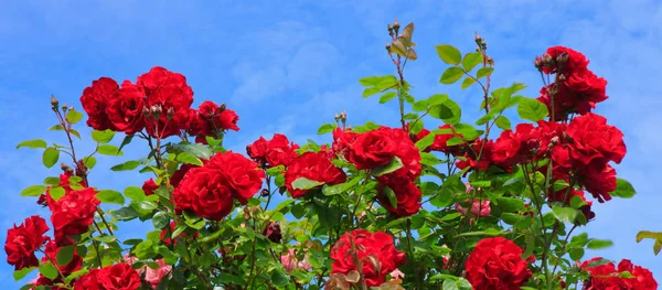 Czerwone róże wspinaczkowe. — Zdjęcie stockowe