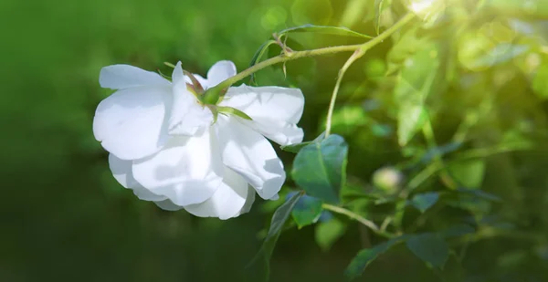 White rose with rays of light. — Stock Photo, Image