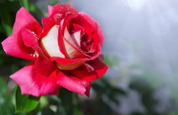 Κόκκινο τριαντάφυλλο που απομονώνονται σε γκρι. — Φωτογραφία Αρχείου
