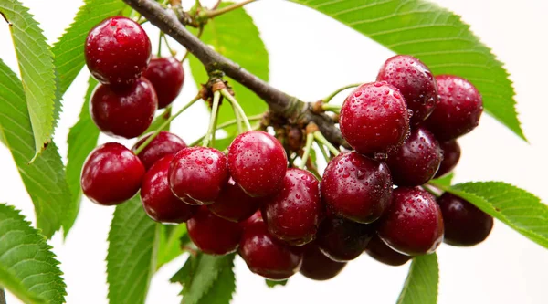 Cerezas colgando de una rama de cerezo. —  Fotos de Stock