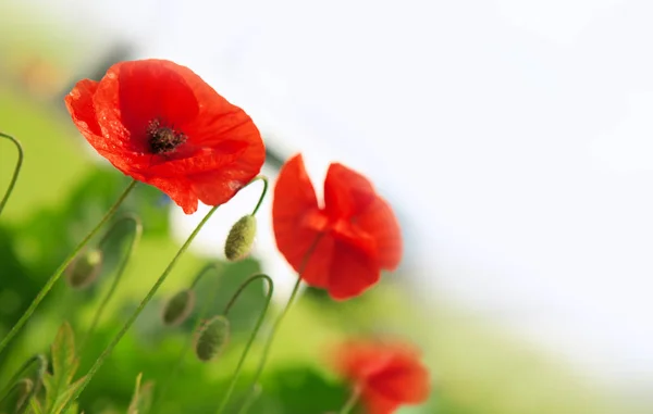 Poppy flowers background. — Stock Photo, Image