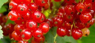 Bahçede olgun kırmızı üzümler.