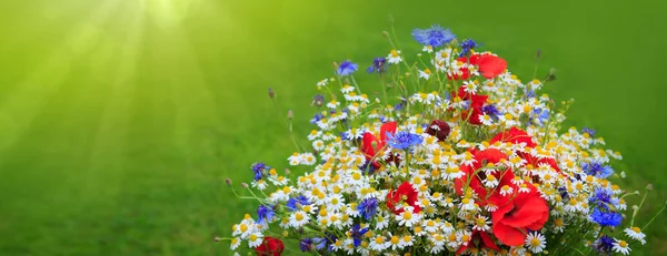 Vilda blommor bukett i starkt solljus. — Stockfoto