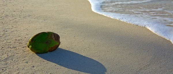 Noix de coco verte sur la plage des Caraïbes . — Photo