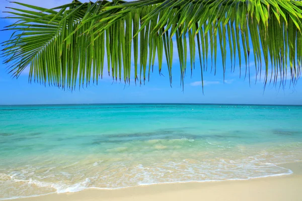 Mar do Caribe e folhas de palma  . — Fotografia de Stock
