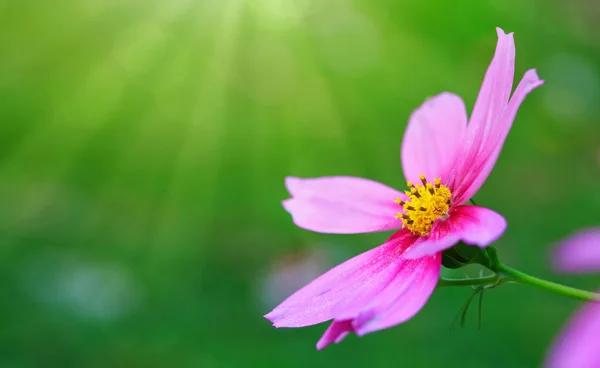 Pink Cosmos flower isolated. — Stock Photo, Image