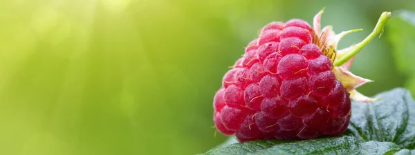 Close-up of the ripe raspberry in the fruit garden. — Stock Photo, Image