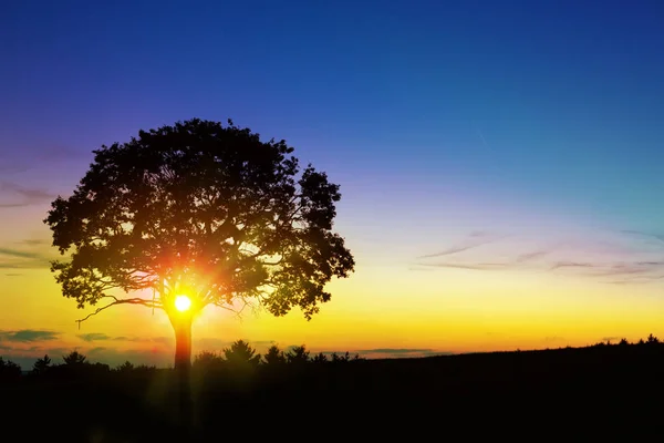 Sonnenuntergang unter dem Baum. — Stockfoto