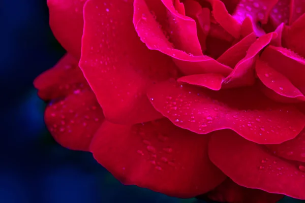 Schöne rote Rose Nahaufnahme. — Stockfoto