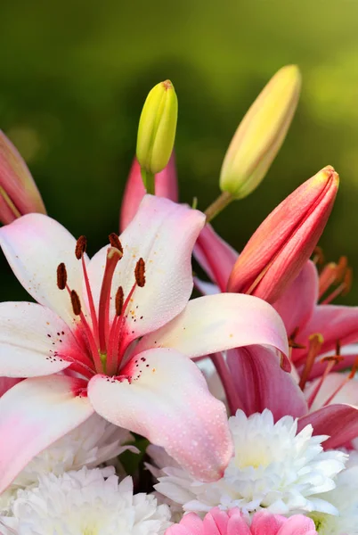 Macro shot of a pink dahlia . — Stock Photo, Image