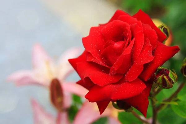 Κόκκινο τριαντάφυλλο που απομονώνονται σε ένα πράσινο . — Φωτογραφία Αρχείου
