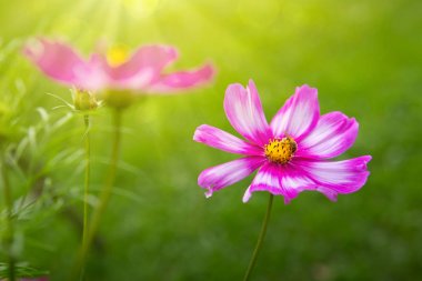 Pembe cosmos çiçekler ve arı.