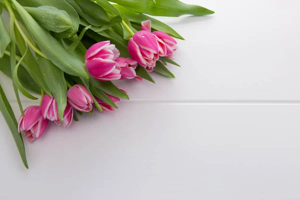 Ροζ tulip απομονωθεί. — Φωτογραφία Αρχείου