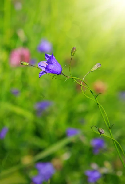 Blue Bell Flowers. Royalty Free Stock Images