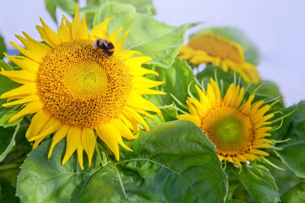 Close up of sunflower and bee . — Stock Photo, Image