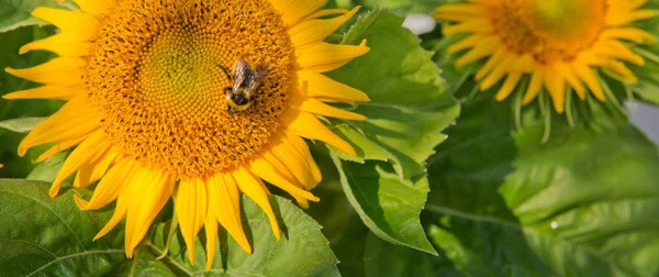 Close up of sunflower and bee . — Stock Photo, Image