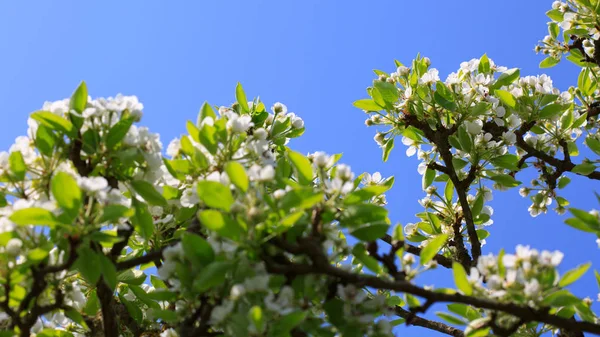 Třešňové květy s modrou oblohou. — Stock fotografie