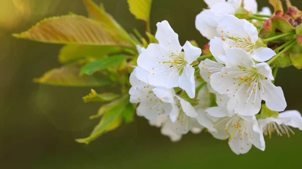 春の桜 . — ストック写真