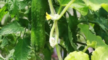 Bahçede salatalık yetişiyor..