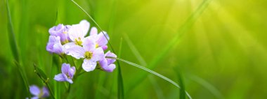 bahar çiçekleri arka planı.