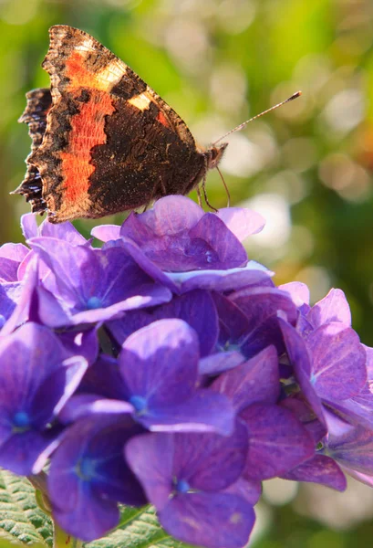 紫绣球上的橙色蝴蝶. — 图库照片