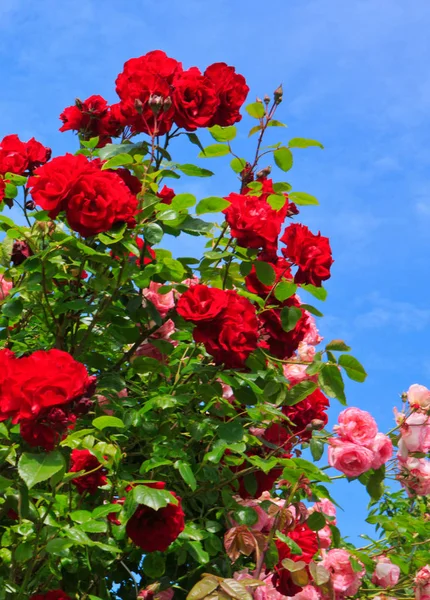 Red and pink roses on sunny sky background.