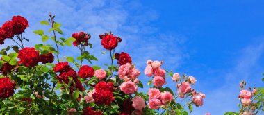 Güneşli gökyüzü arka plan üzerinde kırmızı ve pembe güller.