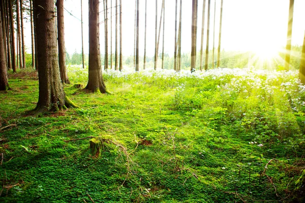 Sunset in the summer  forest. — Stock Photo, Image