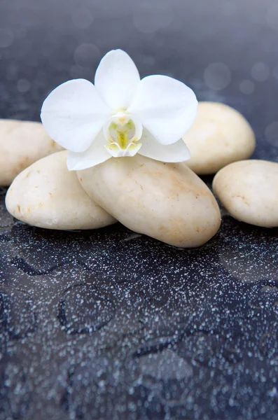 Flor de orquídea única e pedras brancas . — Fotografia de Stock