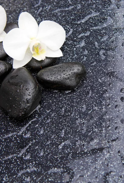 Singel vit orkidé och svarta stenar på nära håll. — Stockfoto