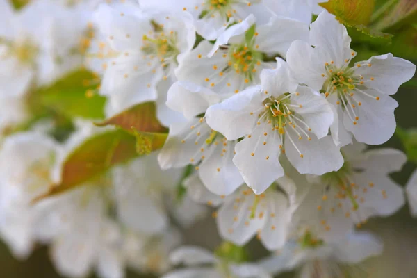 春の桜 . — ストック写真