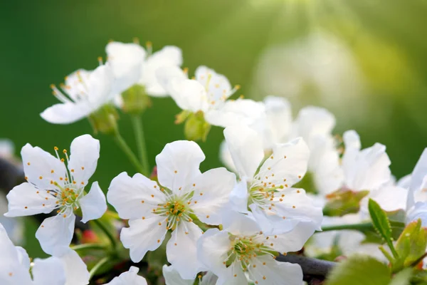 Sunbeams on cherry blossoms. — Stock Photo, Image