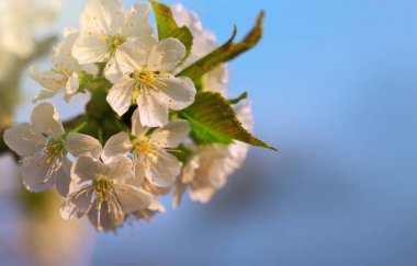 Bahar çiçek kiraz çiçekleri ve güneş.