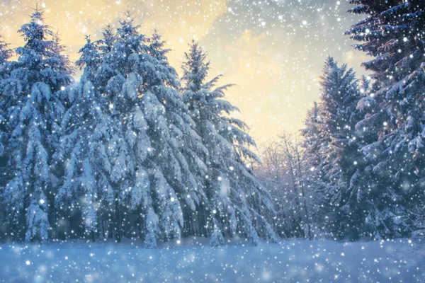 나무와 눈이 내리는 겨울 풍경. 겨울의 배경. — 스톡 사진