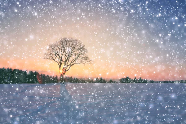 Árbol de invierno único en el campo y nevadas . —  Fotos de Stock