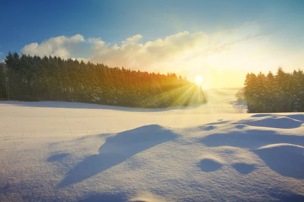 Beau paysage hivernal avec sapins enneigés et lumière du soleil . — Photo