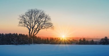 Karla kaplı ağacın üzerinde kış günbatımı. Doğa arka planı..